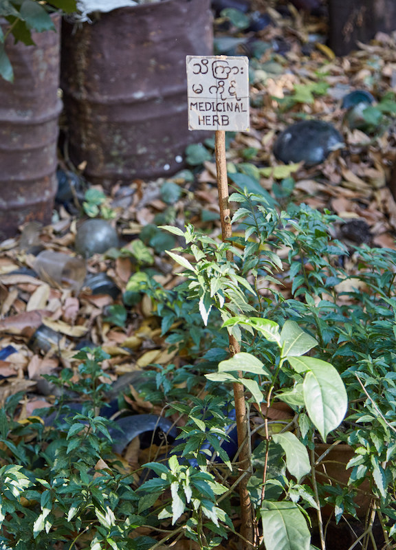Myanmar Medicinal Herb Garden