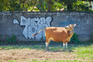 Graffiti Cow