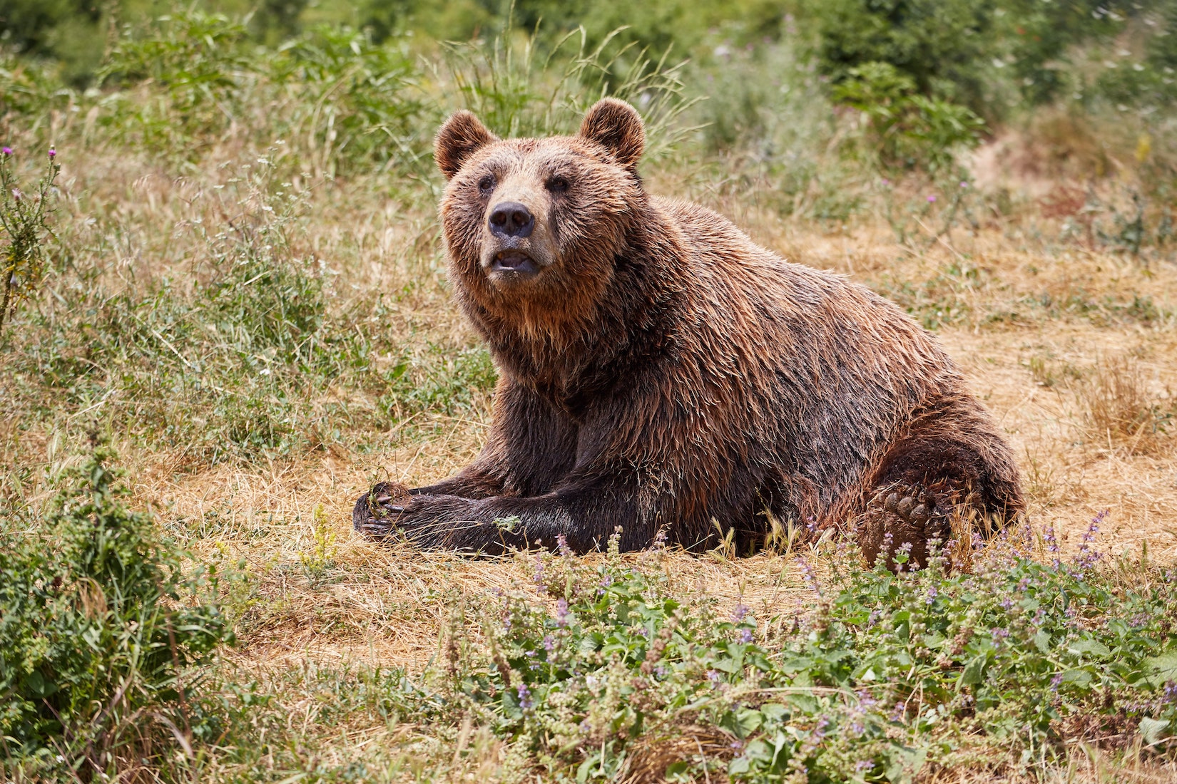 Visiting Gračanica Monastery, Ulpiana & the Pristina Bear Sanctuary ...