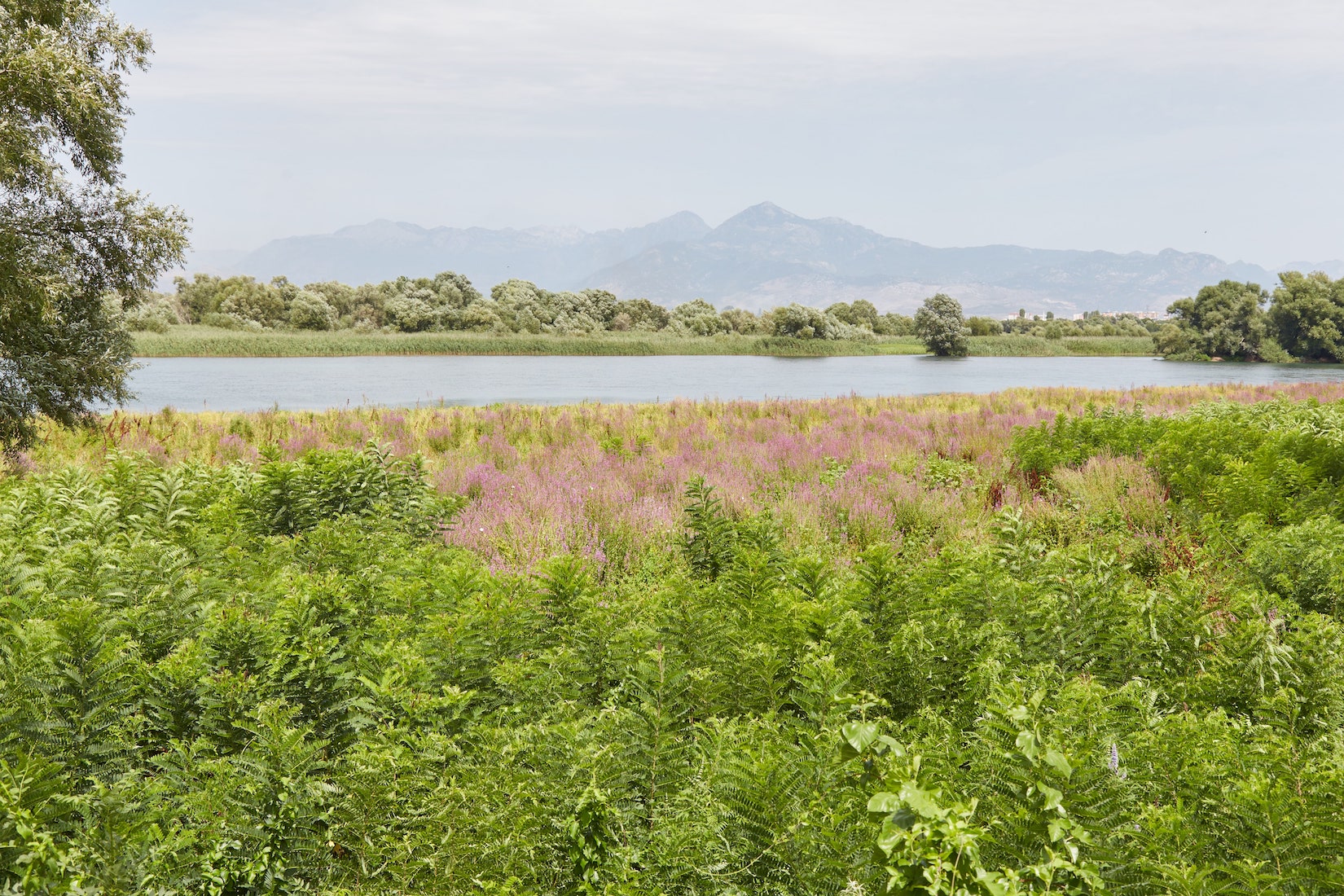 Shiroka Lake Shkodër