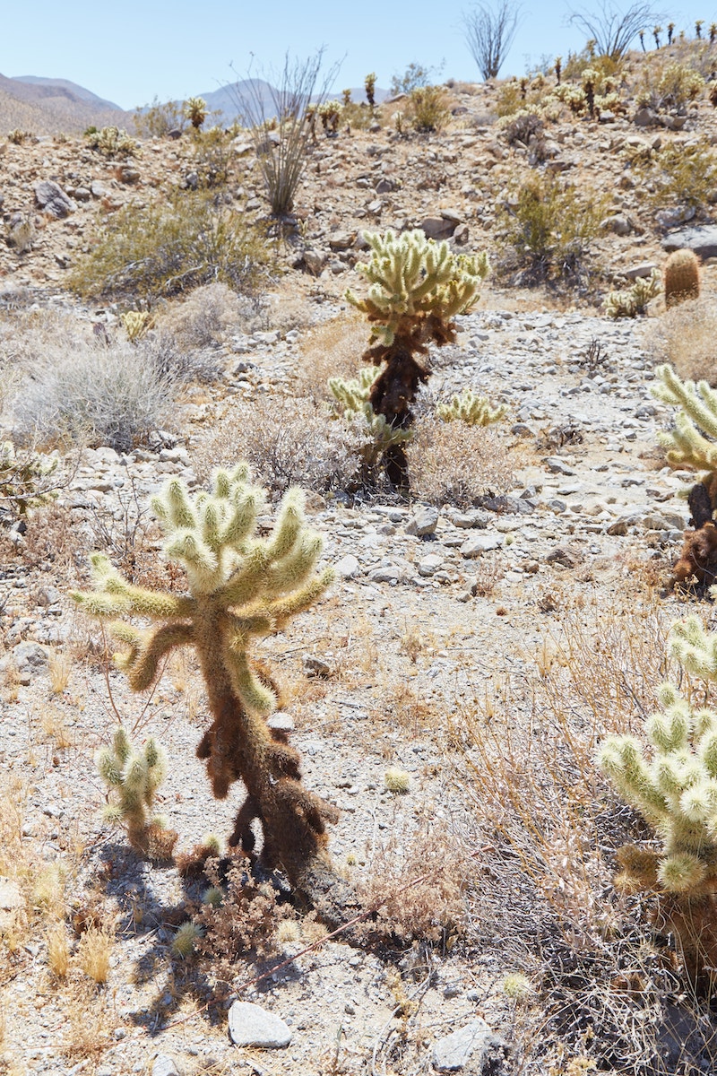 Anza-Borrego Desert State Park