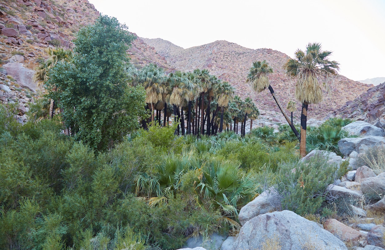Anza-Borrego Desert State Park