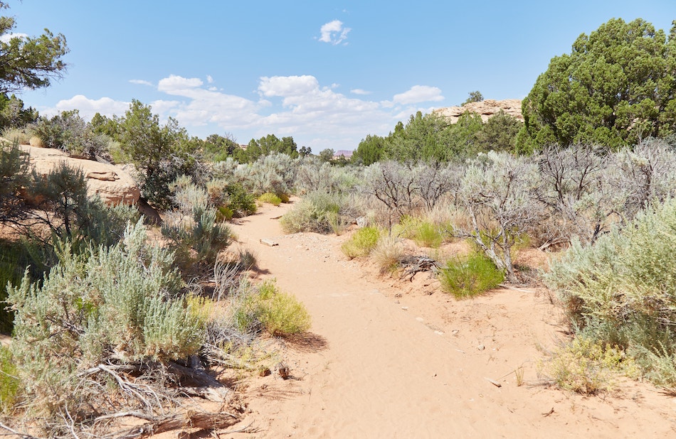 The Needles District Canyonlands